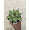 Agave Solar Mutation, real feature image plant. Picture taken directly from kaktus.id community Agave farmer green houses.