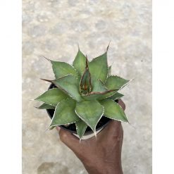 Agave Solar Mutation, real feature image plant. Picture taken directly from kaktus.id community Agave farmer green houses.