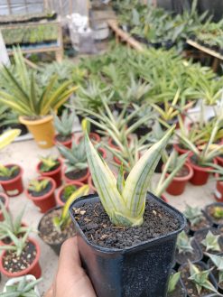 Sansevieria Manja White Variegated, real gallery image #10 plants. Picture taken directly from kaktus.id community Sansevieria farmer green houses.