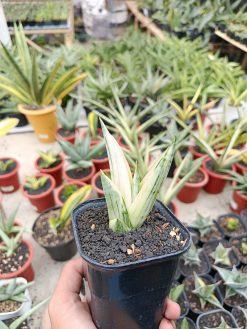 Sansevieria Manja White Variegated, real gallery image #11 plants. Picture taken directly from kaktus.id community Sansevieria farmer green houses.