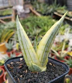 Sansevieria Manja White Variegated, real gallery image #6 plants. Picture taken directly from kaktus.id community Sansevieria farmer green houses.