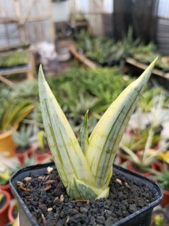 Sansevieria Manja White Variegated, real gallery image #7 plants. Picture taken directly from kaktus.id community Sansevieria farmer green houses.