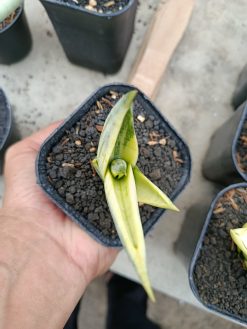 Sansevieria Manja White Variegated, real gallery image #8 plants. Picture taken directly from kaktus.id community Sansevieria farmer green houses.
