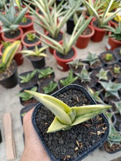 Sansevieria Manja White Variegated, real gallery image #9 plants. Picture taken directly from kaktus.id community Sansevieria farmer green houses.