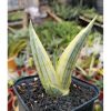 Sansevieria Manja White Variegated, real feature image plant. Picture taken directly from kaktus.id community Sansevieria farmer green houses.