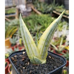 Sansevieria Manja White Variegated, real feature image plant. Picture taken directly from kaktus.id community Sansevieria farmer green houses.