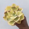 Echeveria Yellow Cloud, real feature image plant. Picture taken directly from kaktus.id community Echeveria farmer green houses.