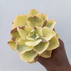 Echeveria Yellow Cloud, real feature image plant. Picture taken directly from kaktus.id community Echeveria farmer green houses.