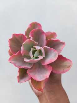 Echeveria Chantilly Marginata, real gallery image #1 plants. Picture taken directly from kaktus.id community Echeveria farmer green houses.