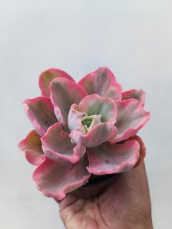 Echeveria Chantilly Marginata, real gallery image #2 plants. Picture taken directly from kaktus.id community Echeveria farmer green houses.