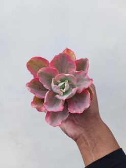 Echeveria Chantilly Marginata, real gallery image #3 plants. Picture taken directly from kaktus.id community Echeveria farmer green houses.