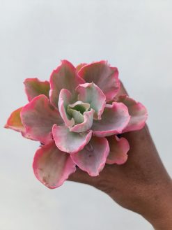 Echeveria Chantilly Marginata, real gallery image #4 plants. Picture taken directly from kaktus.id community Echeveria farmer green houses.