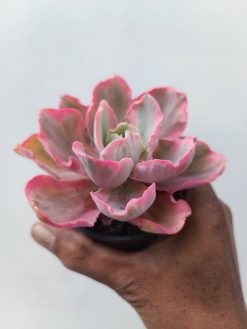 Echeveria Chantilly Marginata, real gallery image #5 plants. Picture taken directly from kaktus.id community Echeveria farmer green houses.