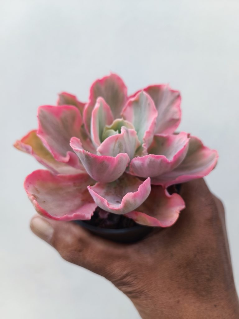 kaktus.id