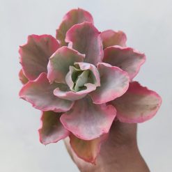 Echeveria Chantilly Marginata, real feature image plant. Picture taken directly from kaktus.id community Echeveria farmer green houses.