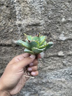 Agave Titanota Banana Peel, real gallery image #18 plants. Picture taken directly from kaktus.id community Agave farmer green houses.