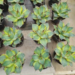 Agave Titanota Banana Peel, real gallery image #20 plants. Picture taken directly from kaktus.id community Agave farmer green houses.