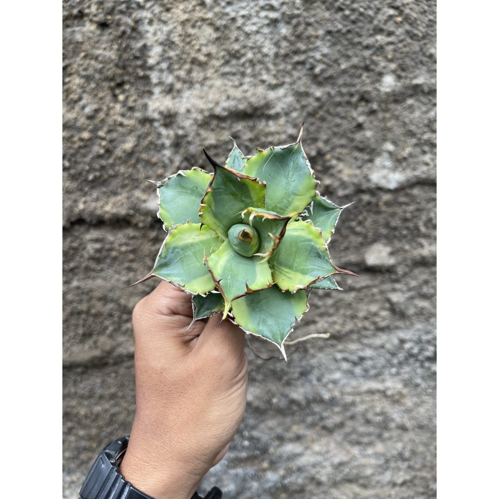 kaktus.id