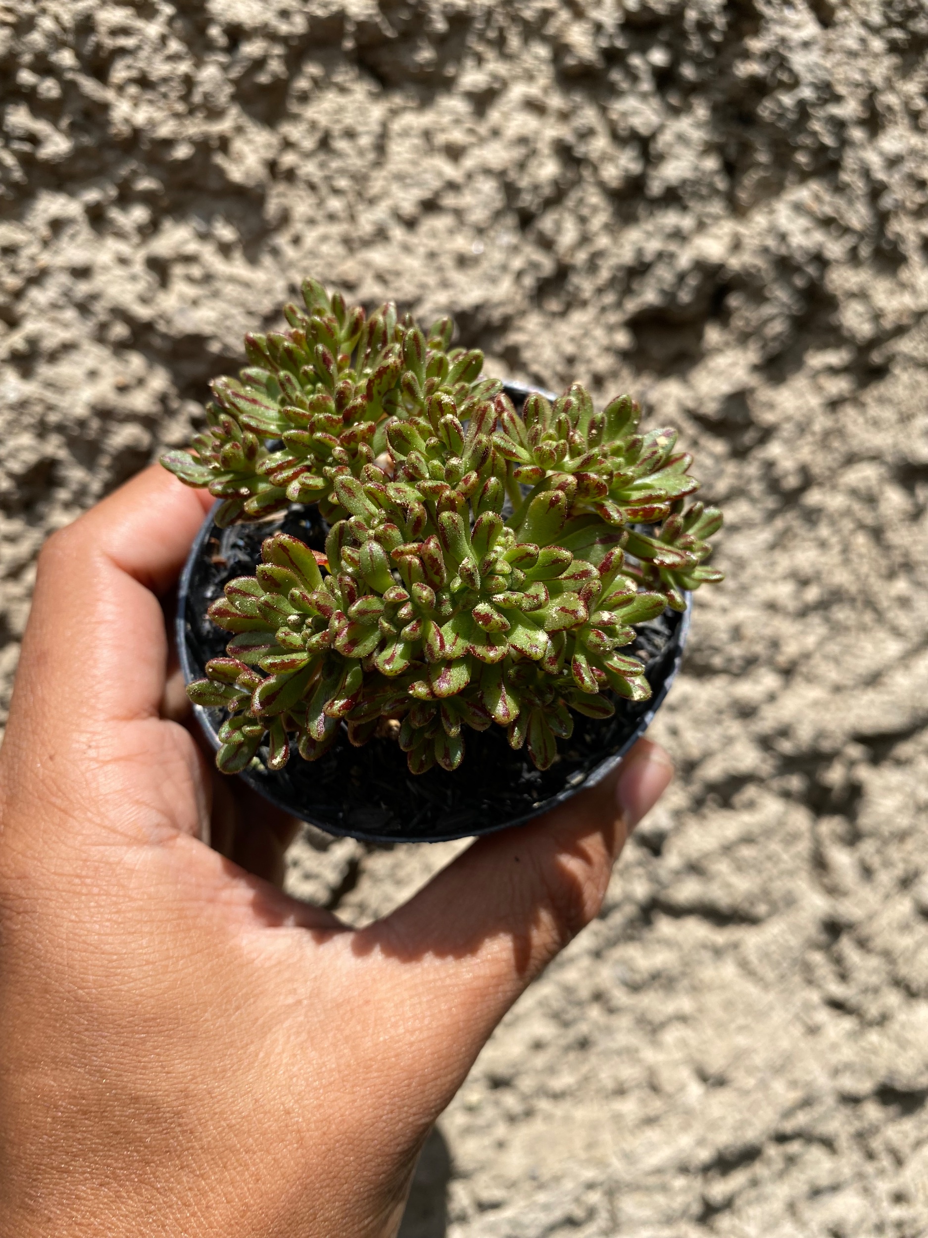 Aeonium Sedifolium, real gallery image #1 plants. Picture taken directly from kaktus.id community Aeonium farmer green houses.