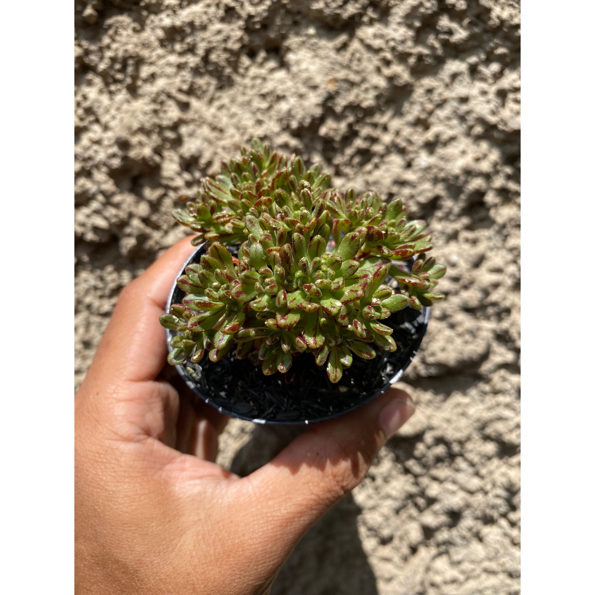 Aeonium Sedifolium, real feature image plant. Picture taken directly from kaktus.id community Aeonium farmer green houses.