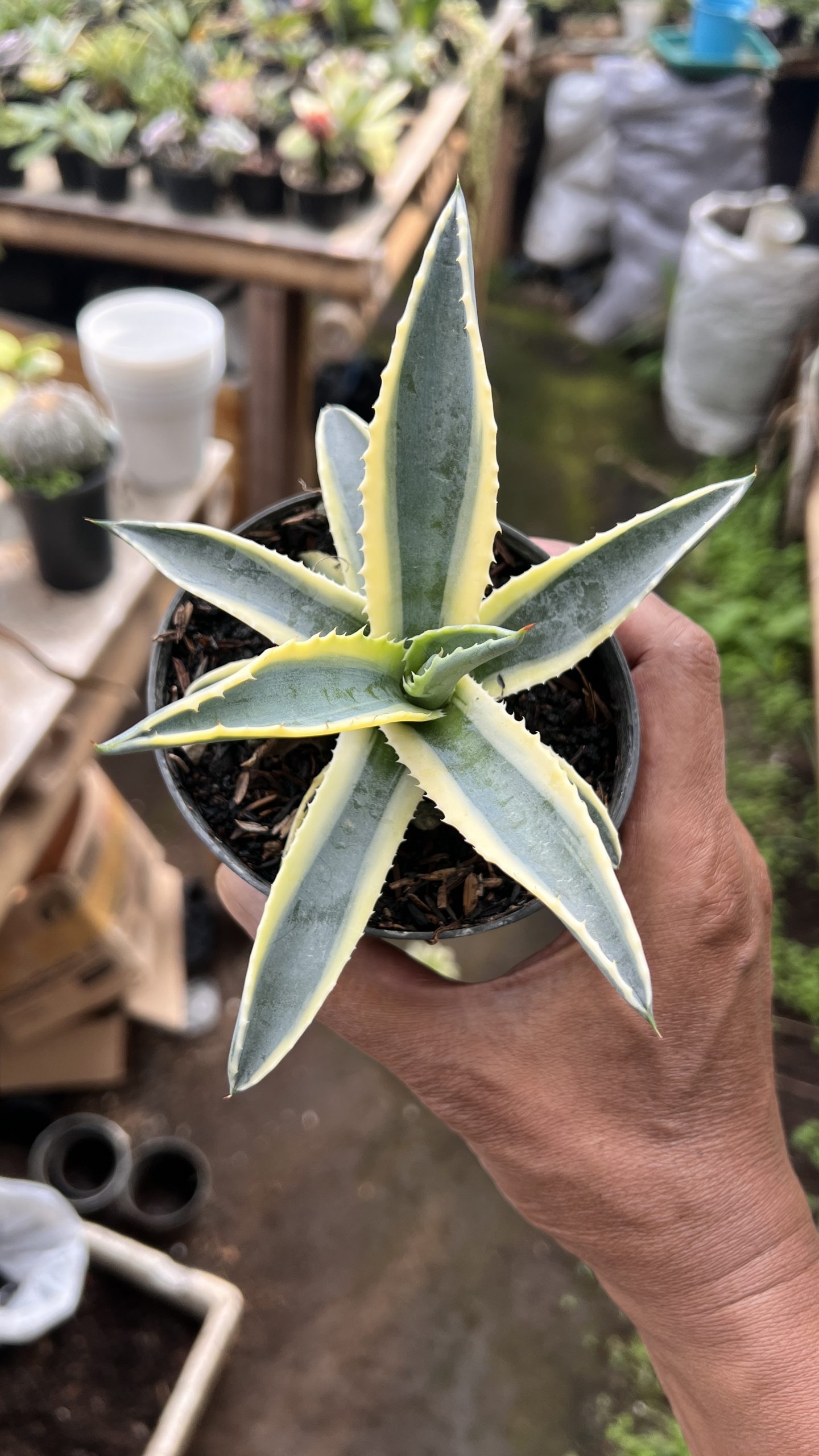 Agave Cornelius, real gallery image #1 plants. Picture taken directly from kaktus.id community Agave farmer green houses.