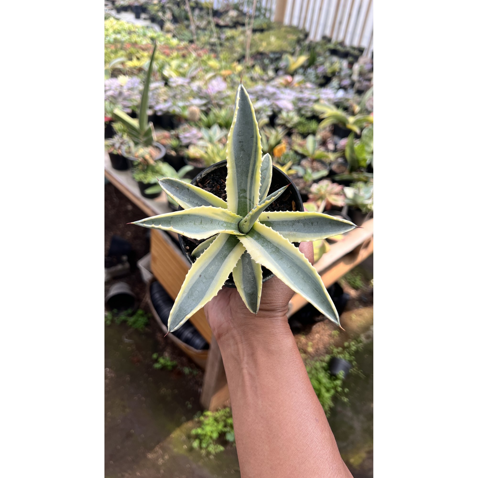 Agave Cornelius, real feature image plant. Picture taken directly from kaktus.id community Agave farmer green houses.