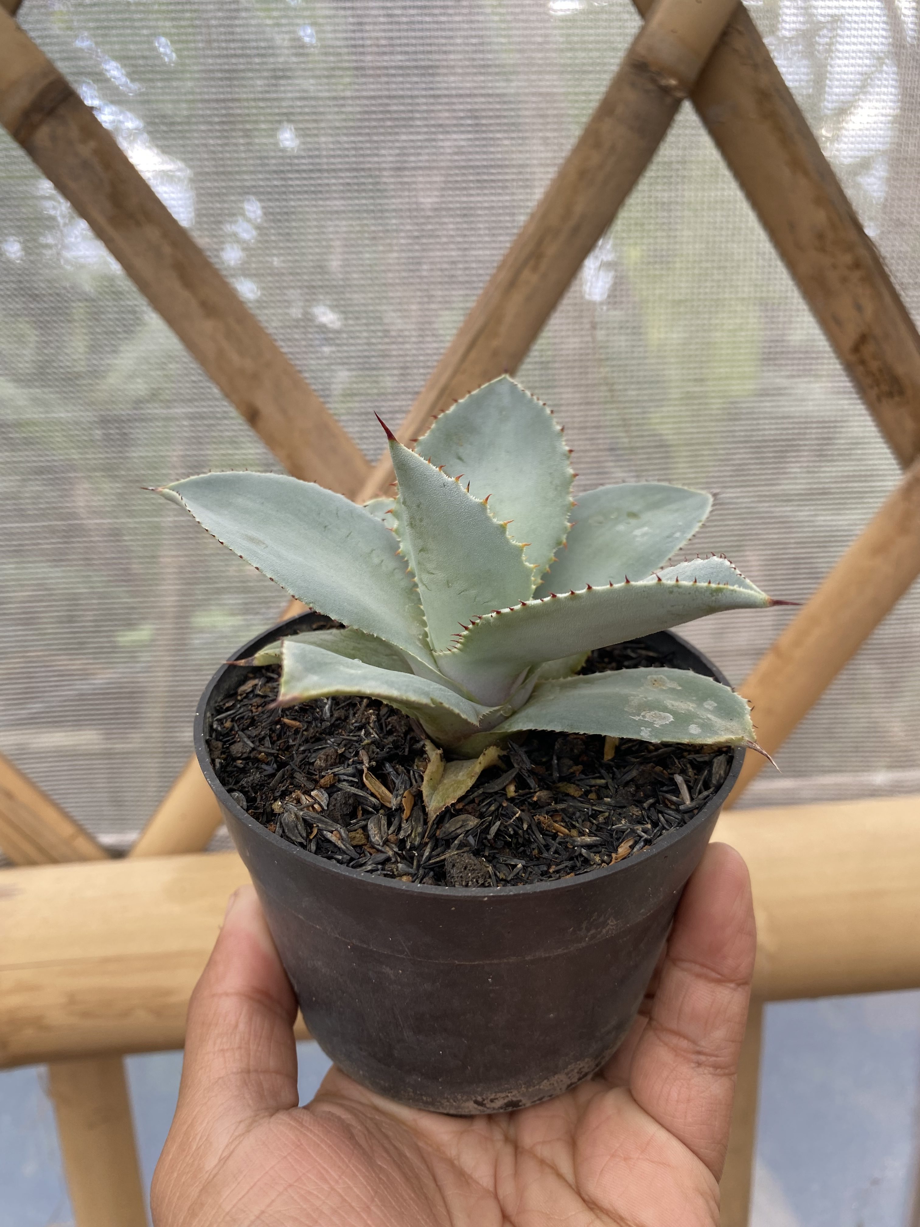 Agave Dragon Toes, real gallery image #1 plants. Picture taken directly from kaktus.id community Agave farmer green houses.