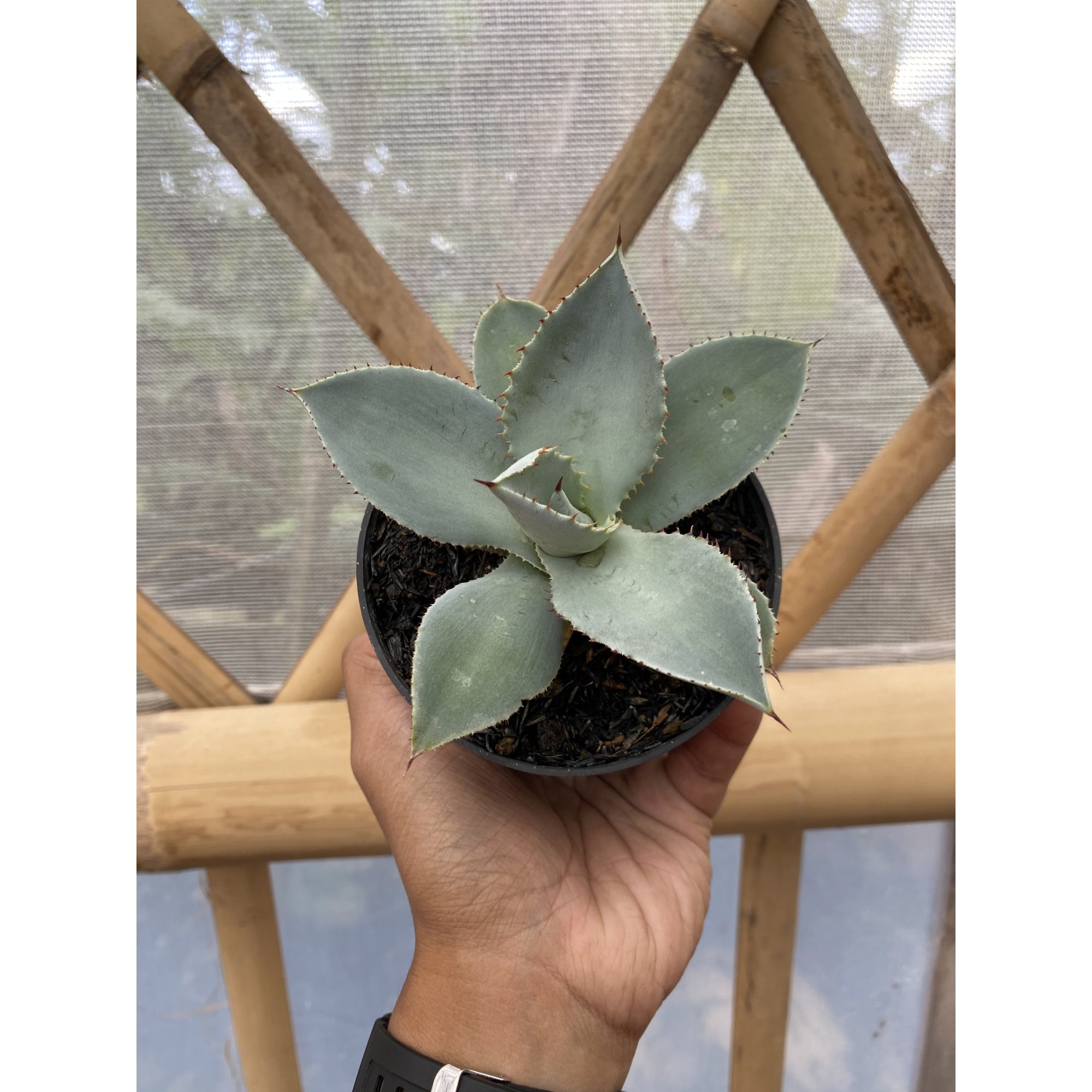 Agave Dragon Toes, real feature image plant. Picture taken directly from kaktus.id community Agave farmer green houses.