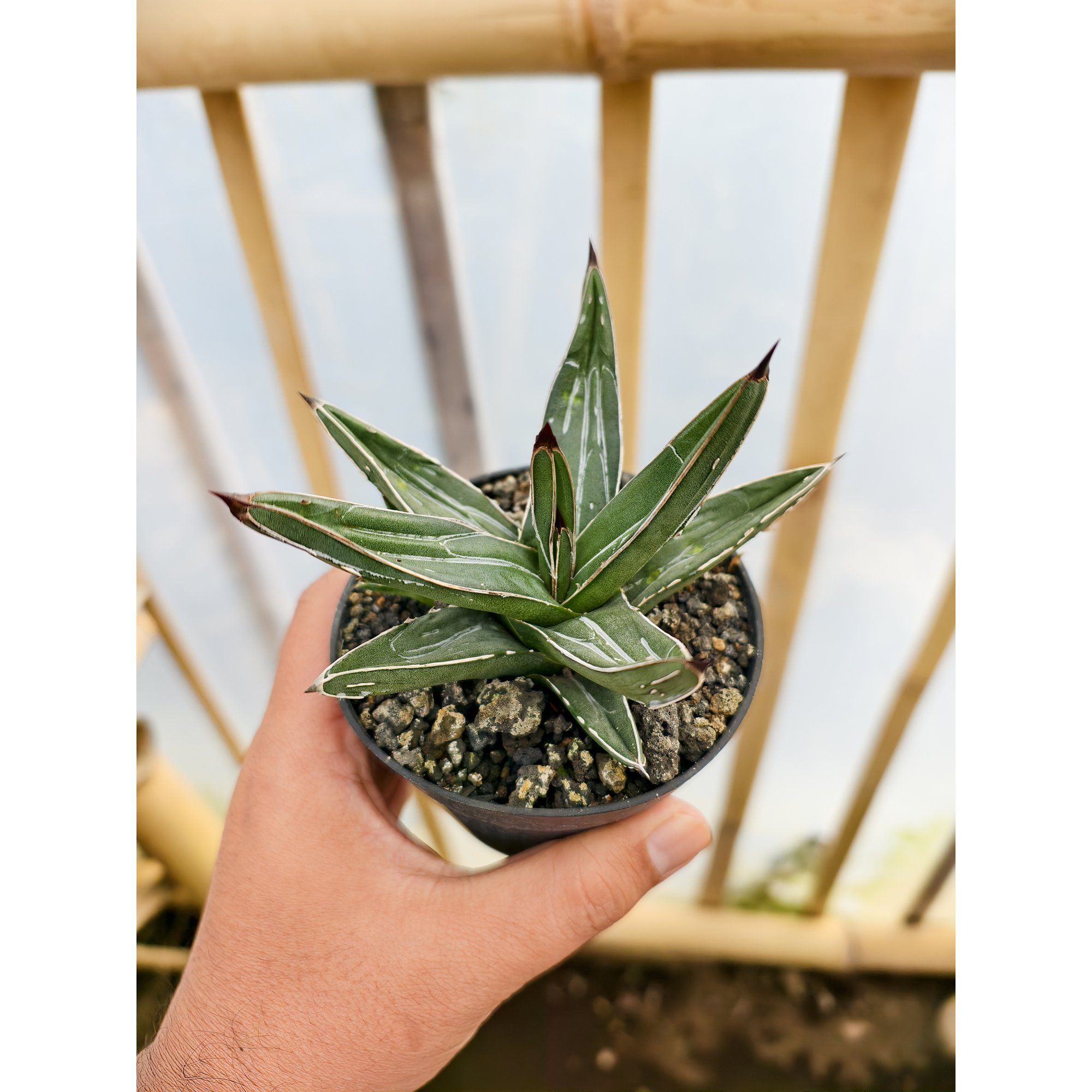 Agave Ferdinandi Regis, real feature image plant. Picture taken directly from kaktus.id community Agave farmer green houses.