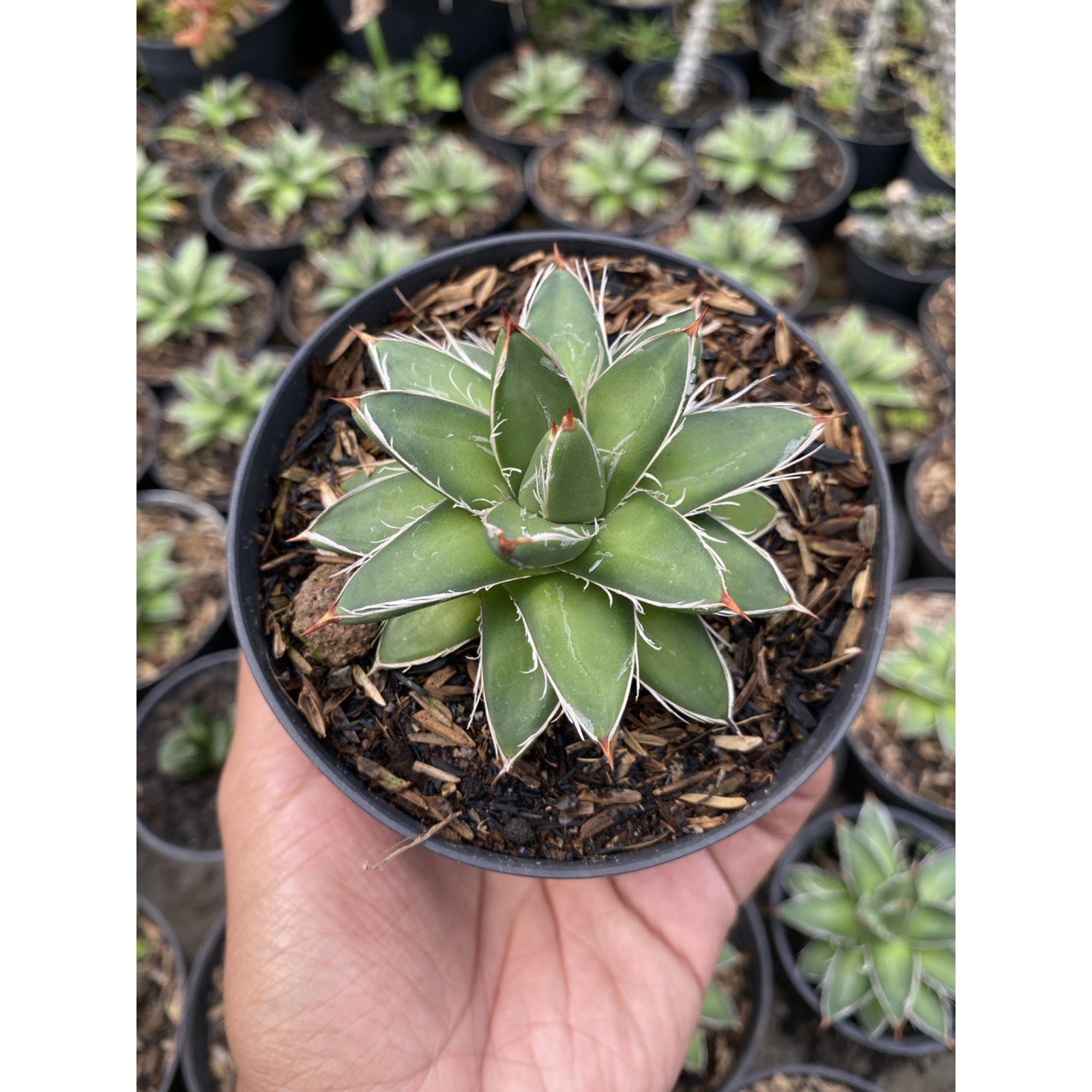 Agave Filifera Compacta Pinky, real feature image plant. Picture taken directly from kaktus.id community Agave farmer green houses.