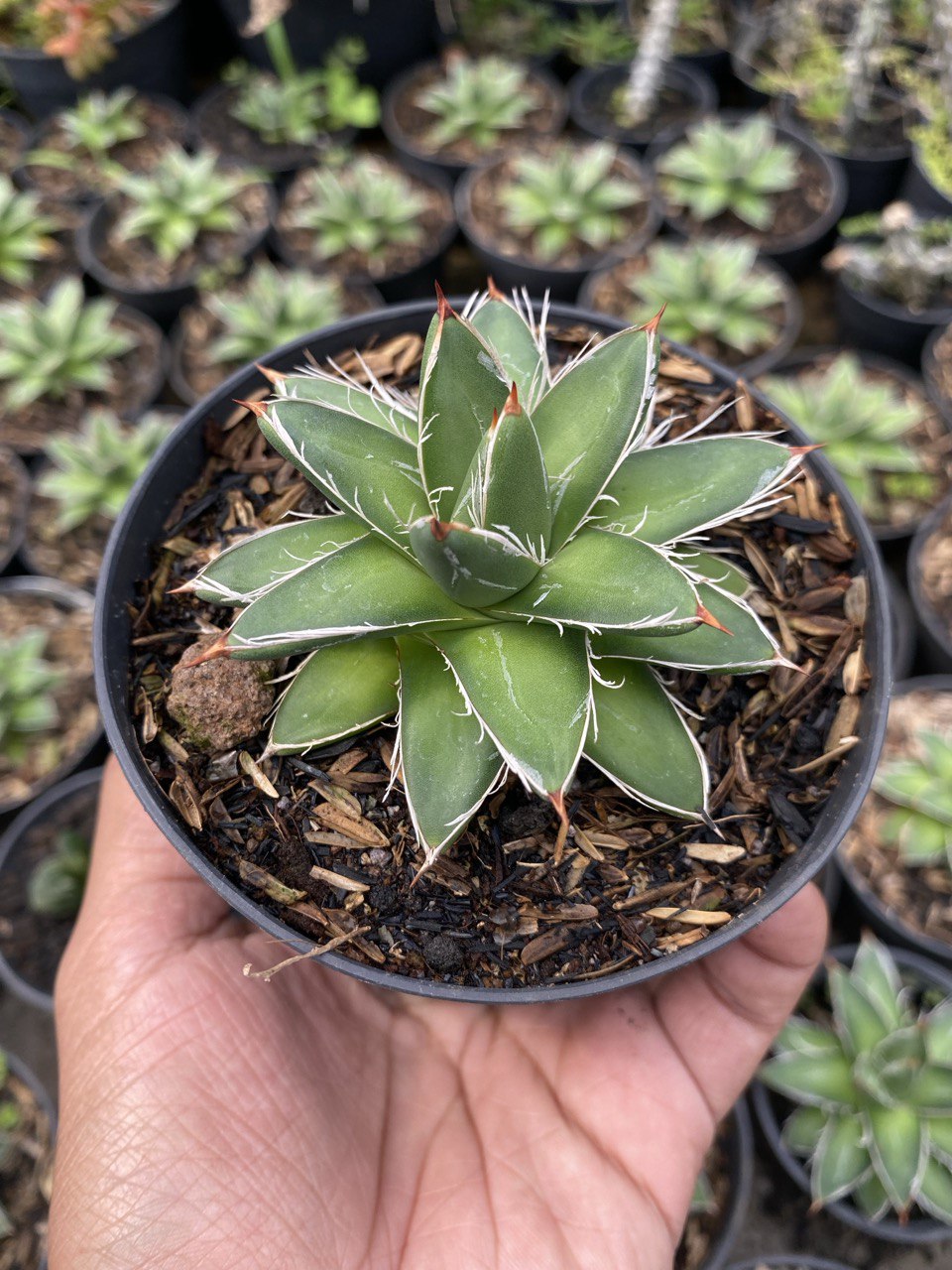 Agave Filifera Compacta Pinky, real gallery image #1 plants. Picture taken directly from kaktus.id community Agave farmer green houses.
