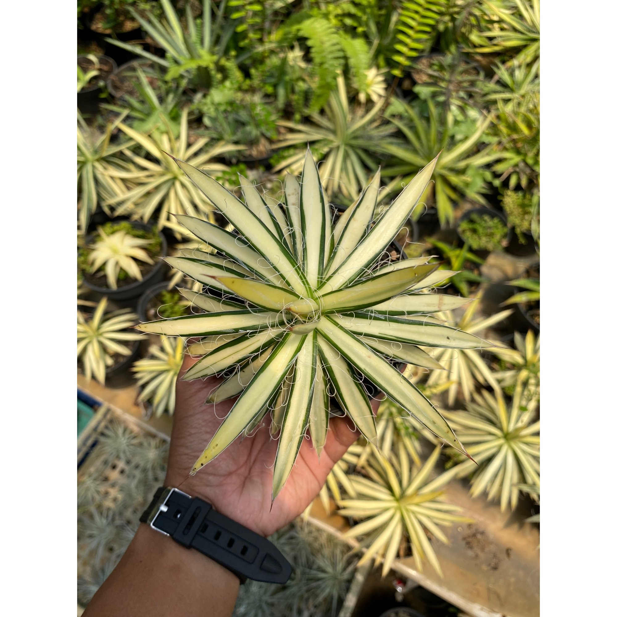 Agave Filifera Mediopicta size 12 cm, real feature image plant. Picture taken directly from kaktus.id community Agave farmer green houses.