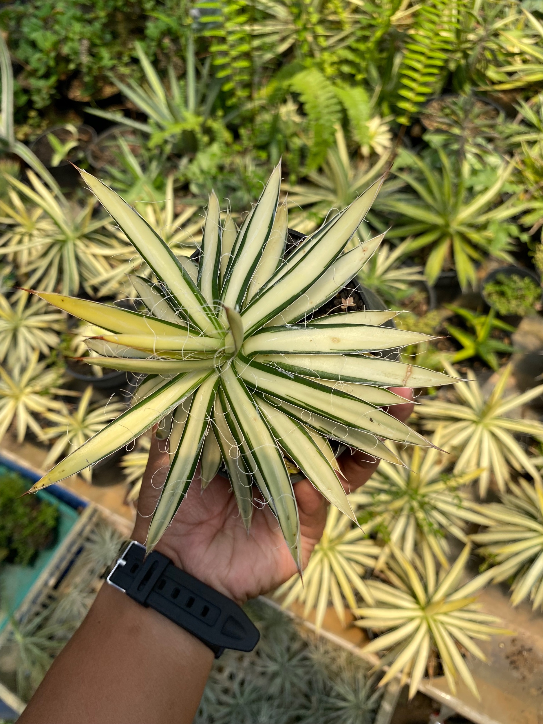 Agave Filifera Mediopicta size 12 cm, real gallery image #1 plants. Picture taken directly from kaktus.id community Agave farmer green houses.