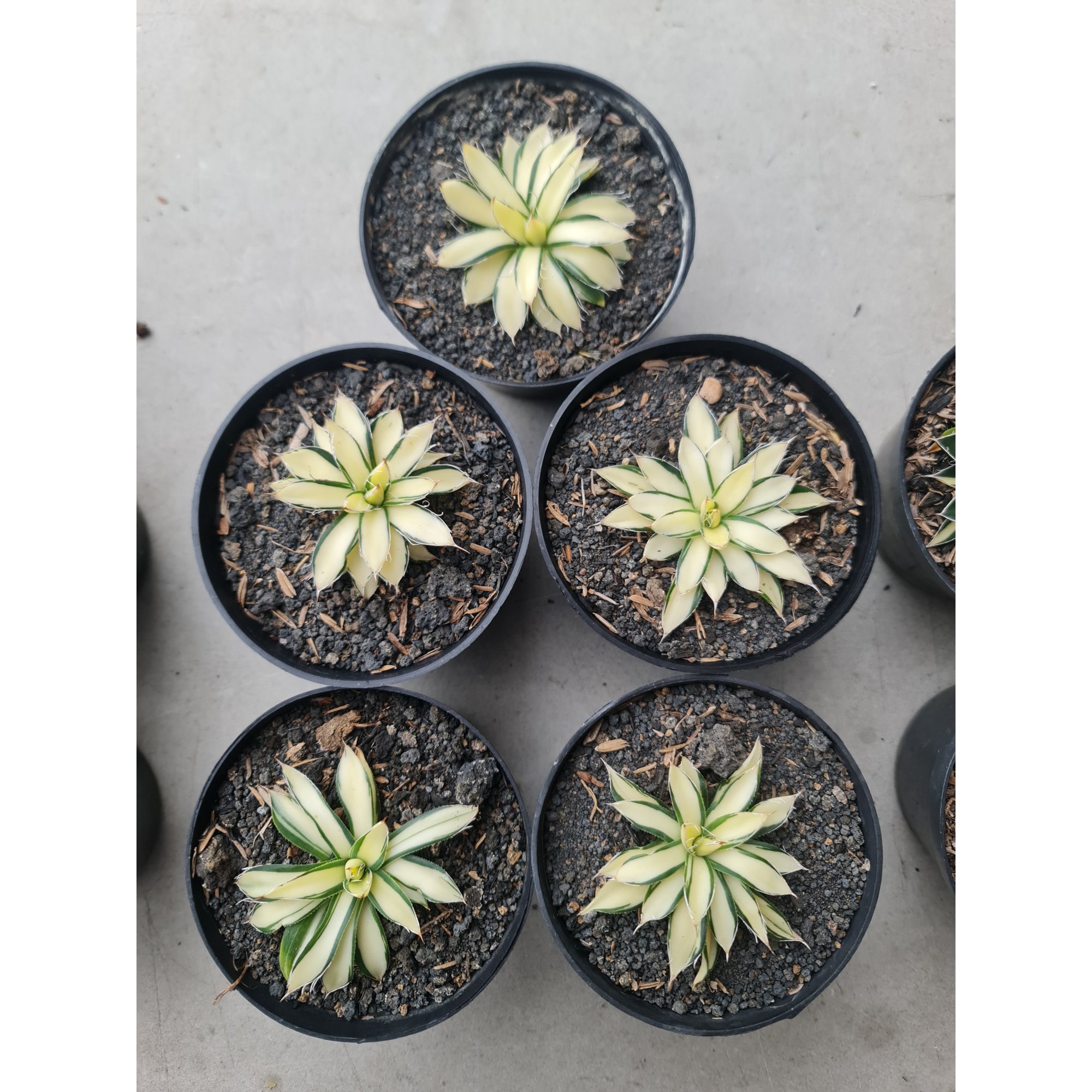 Agave Filifera Mediopicta size 6 cm, real feature image plant. Picture taken directly from kaktus.id community Agave farmer green houses.