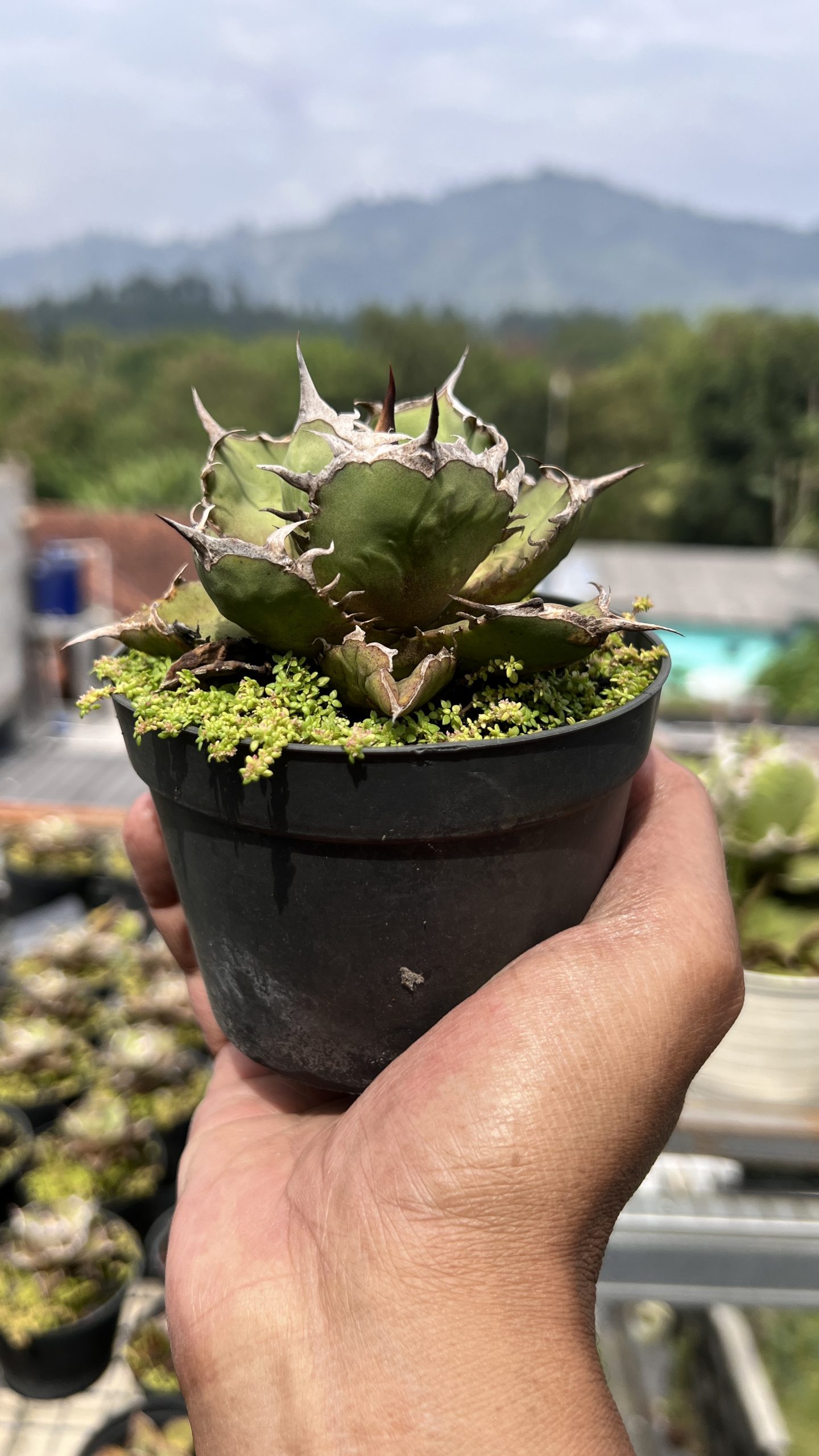 Agave Fo, real gallery image #1 plants. Picture taken directly from kaktus.id community Agave farmer green houses.