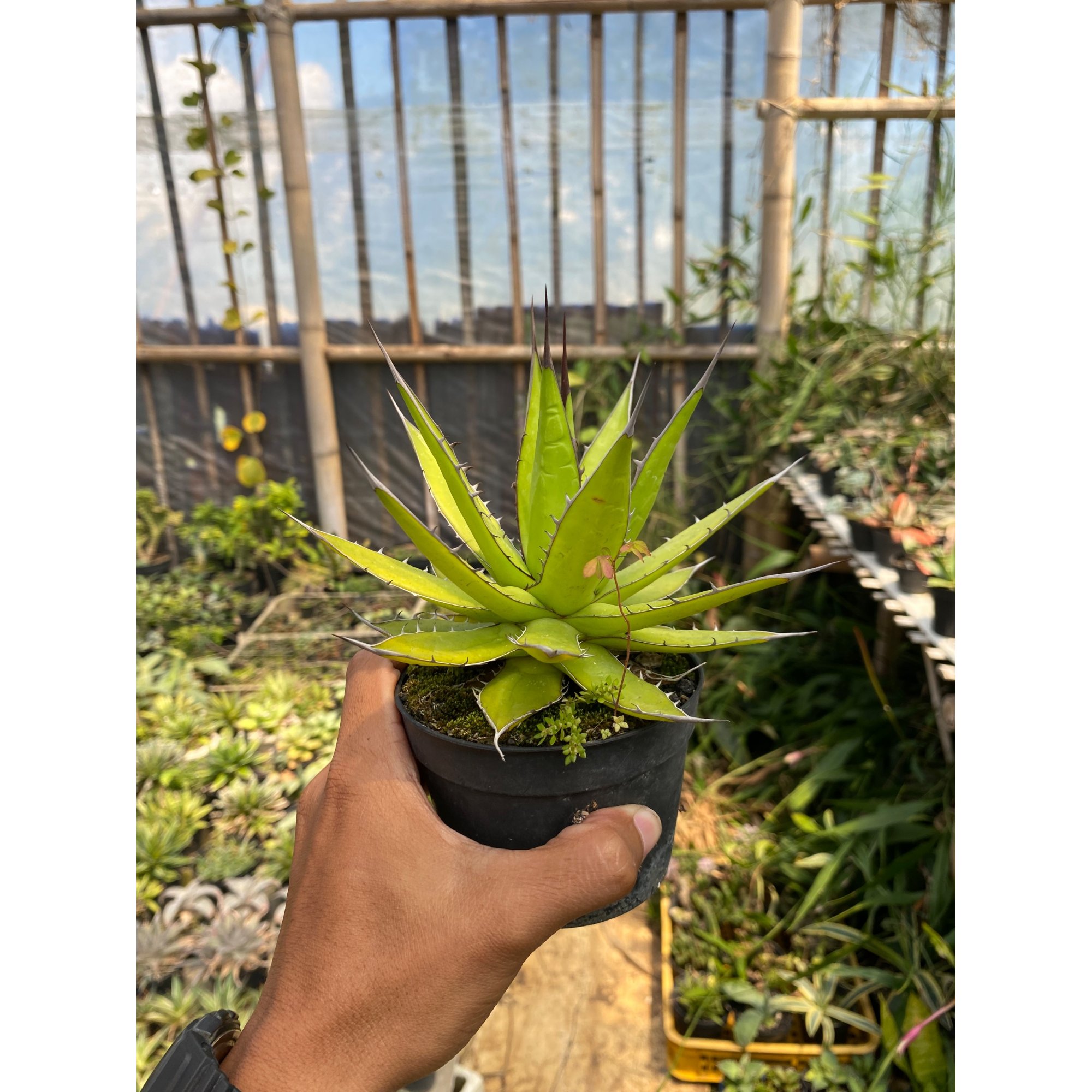 Agave Horrida, real feature image plant. Picture taken directly from kaktus.id community Agave farmer green houses.