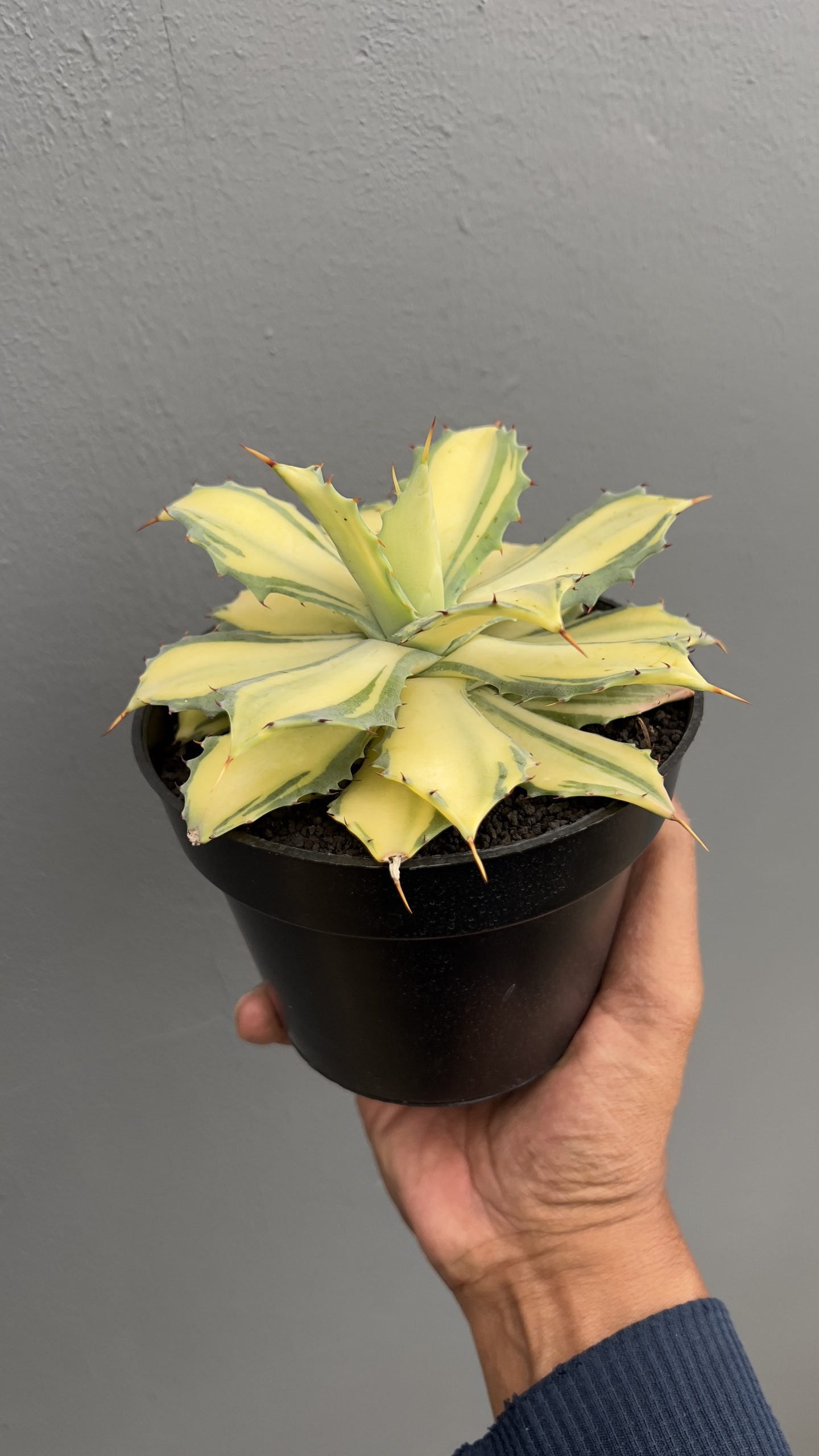 Agave Istimensis Mediopicta, real gallery image #1 plants. Picture taken directly from kaktus.id community Agave farmer green houses.