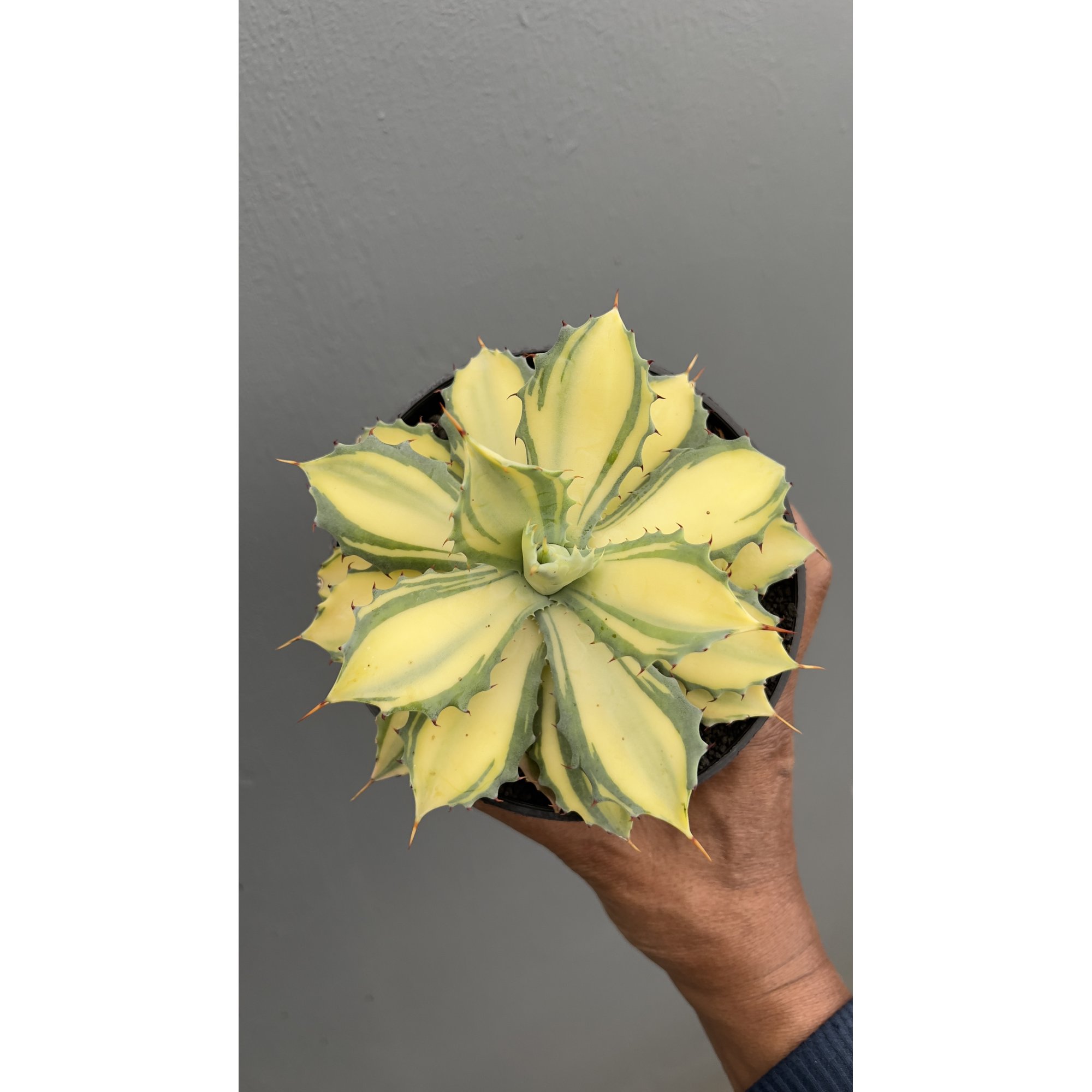 Agave Istimensis Mediopicta, real feature image plant. Picture taken directly from kaktus.id community Agave farmer green houses.