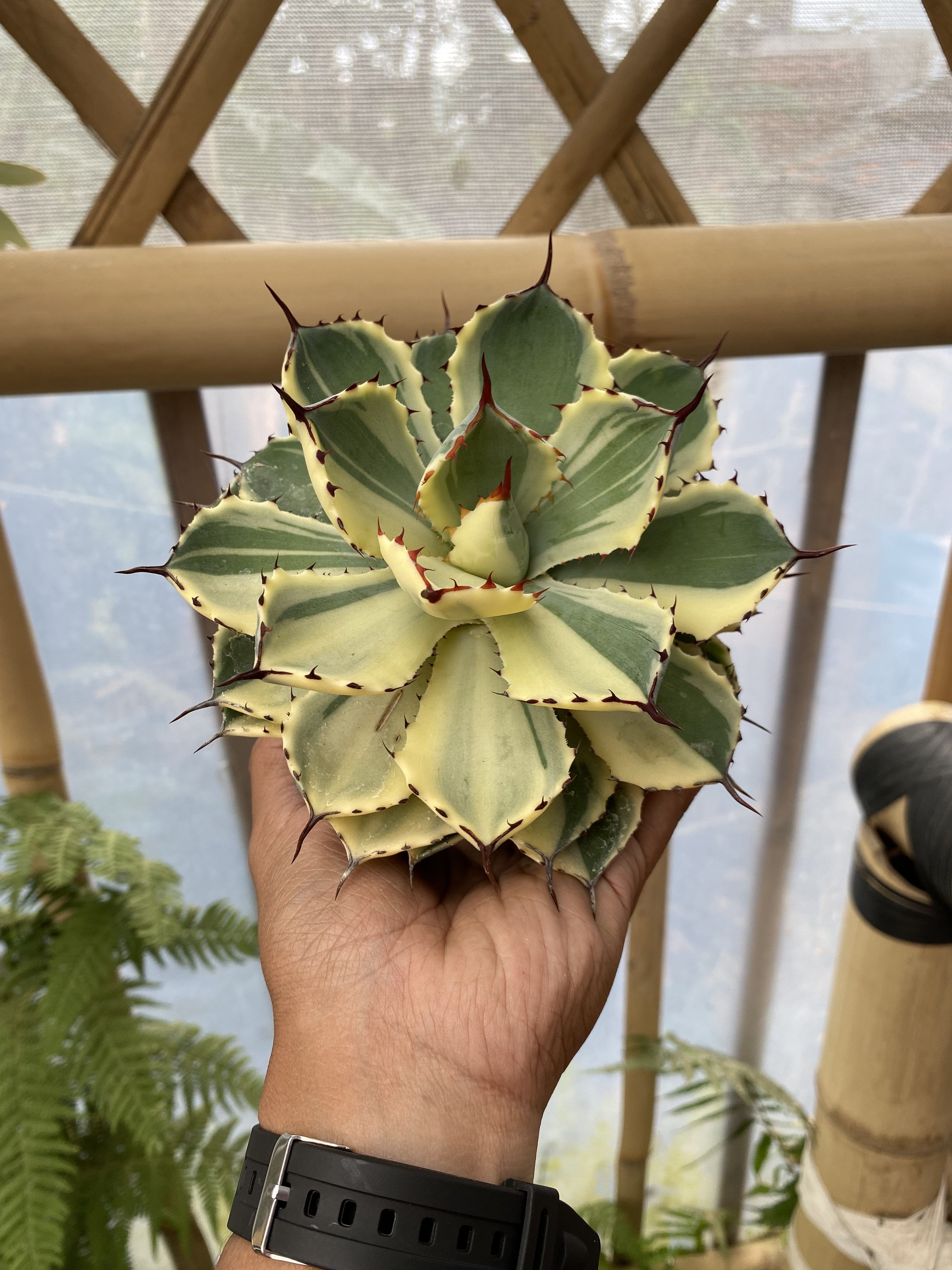 Agave Kichijokan Halfmoon, real gallery image #1 plants. Picture taken directly from kaktus.id community Agave farmer green houses.