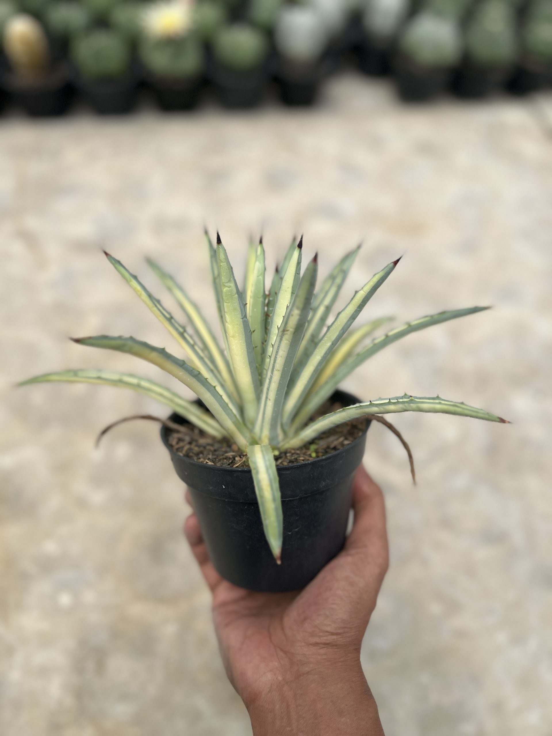 Agave Macroacantha Varigata, real gallery image #1 plants. Picture taken directly from kaktus.id community Agave farmer green houses.