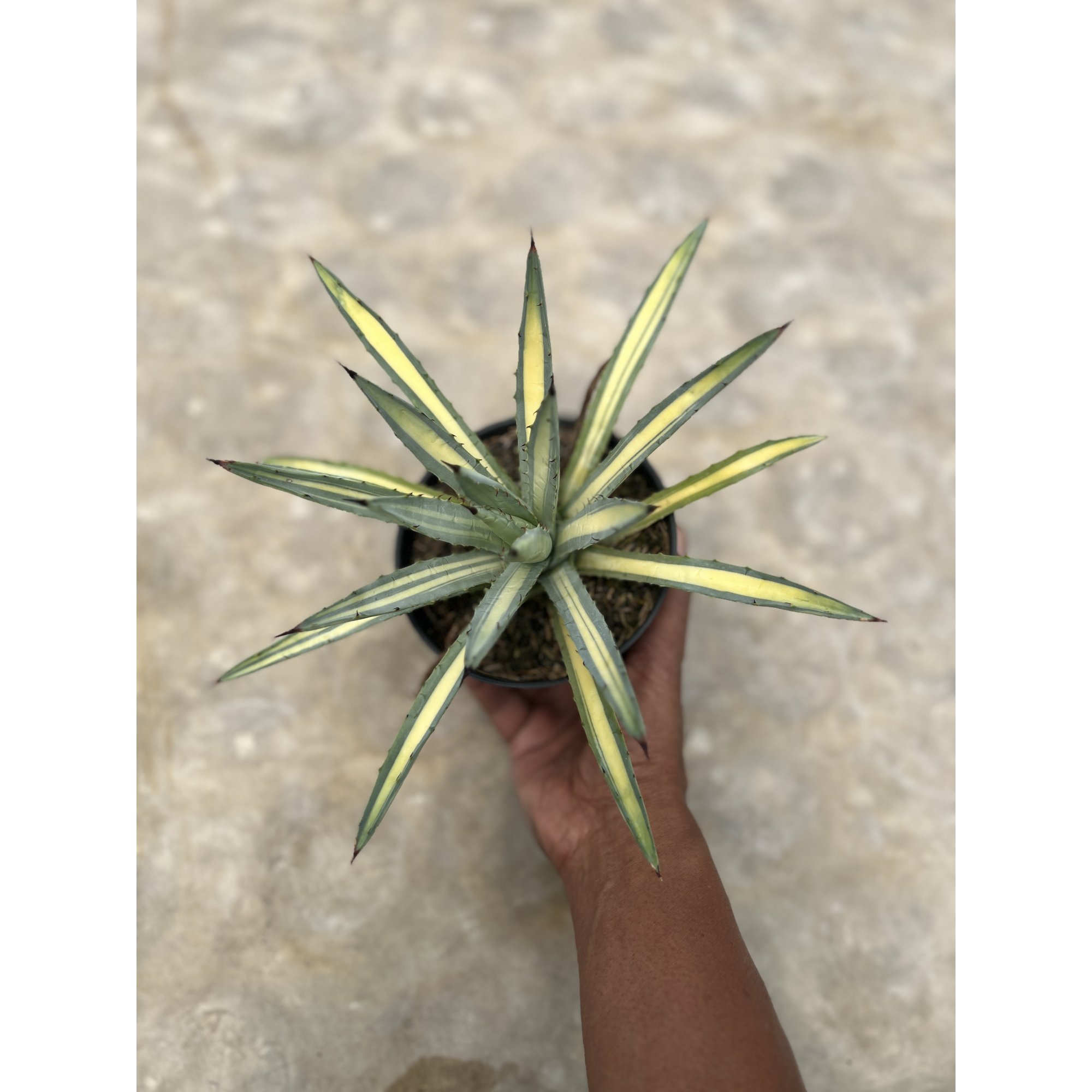 Agave Macroacantha Varigata, real feature image plant. Picture taken directly from kaktus.id community Agave farmer green houses.