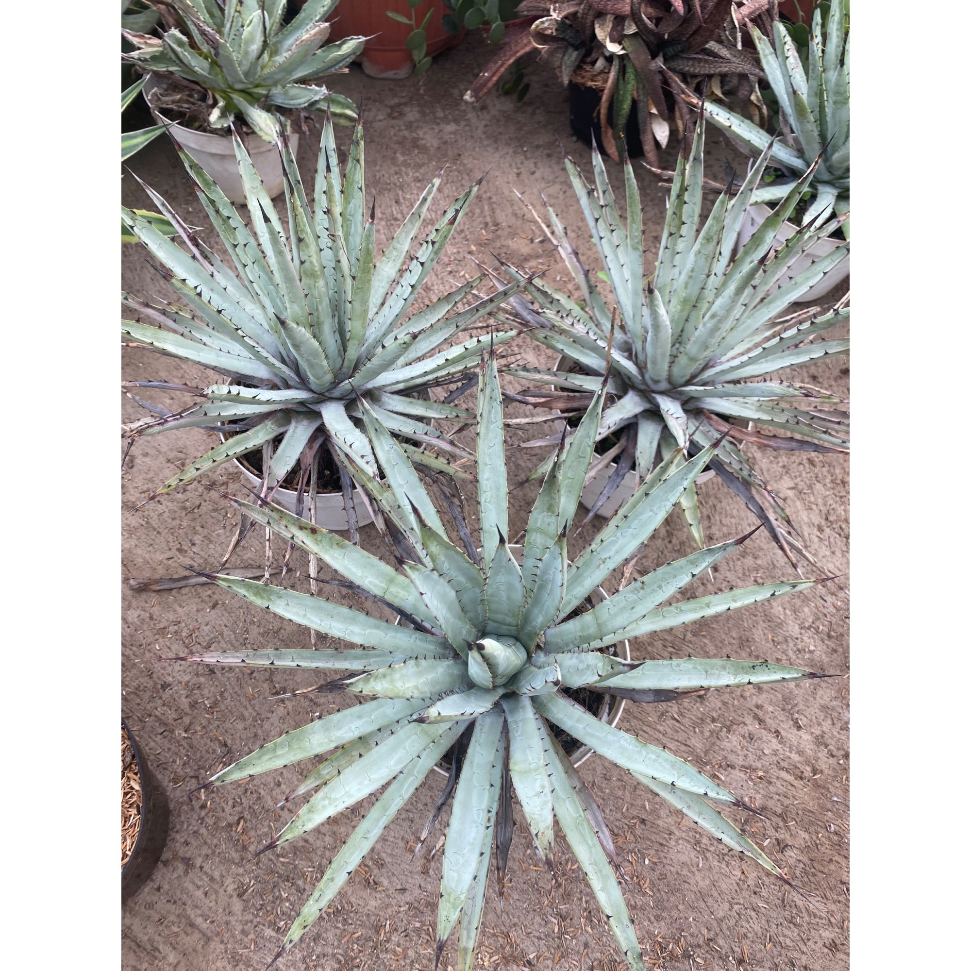 Agave Macrocantha Black-spined Size 30 Cm, real feature image plant. Picture taken directly from kaktus.id community Agave farmer green houses.