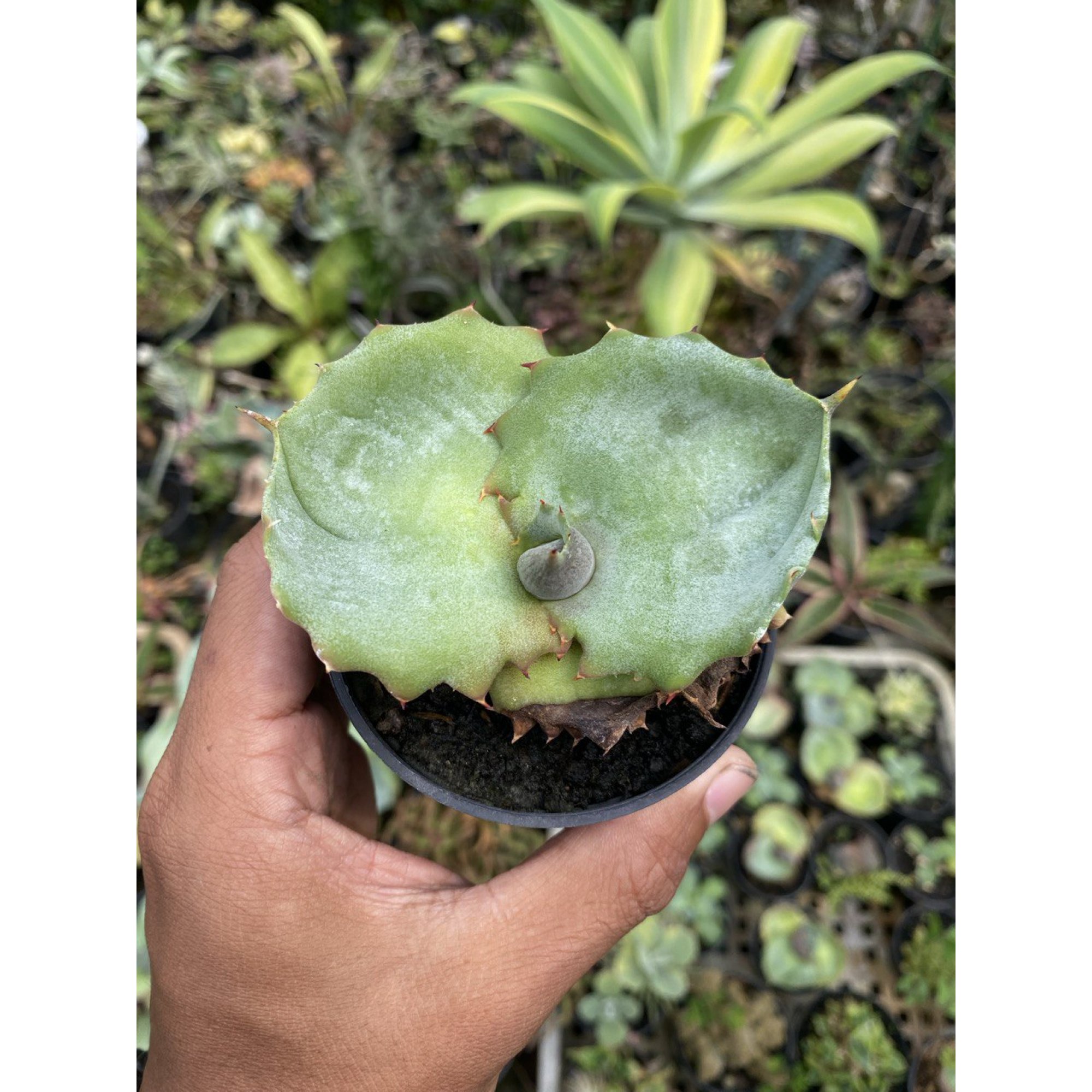 Agave Marmorata, real feature image plant. Picture taken directly from kaktus.id community Agave farmer green houses.