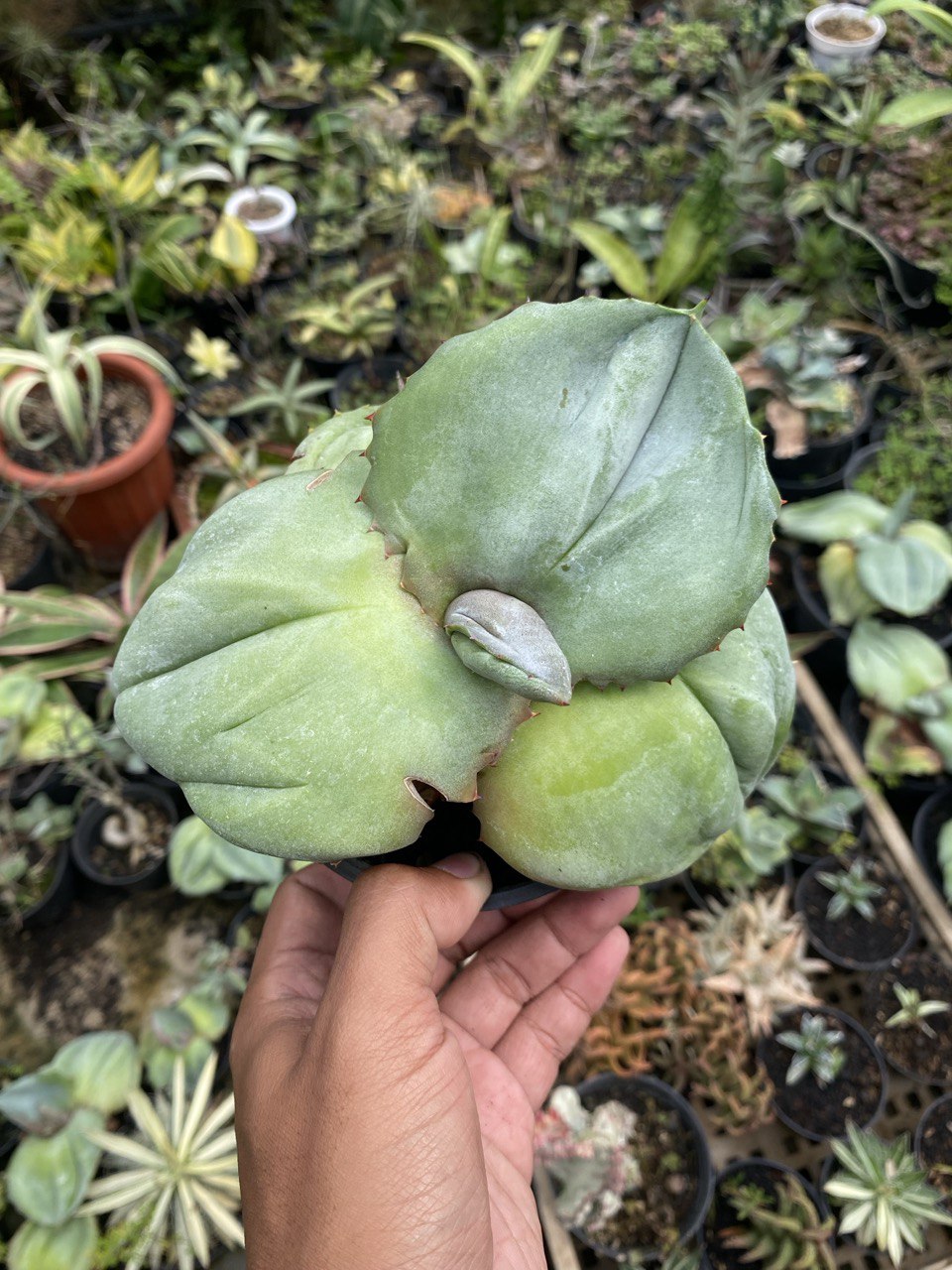 Agave Marmorata size 17 cm, real gallery image #1 plants. Picture taken directly from kaktus.id community Agave farmer green houses.
