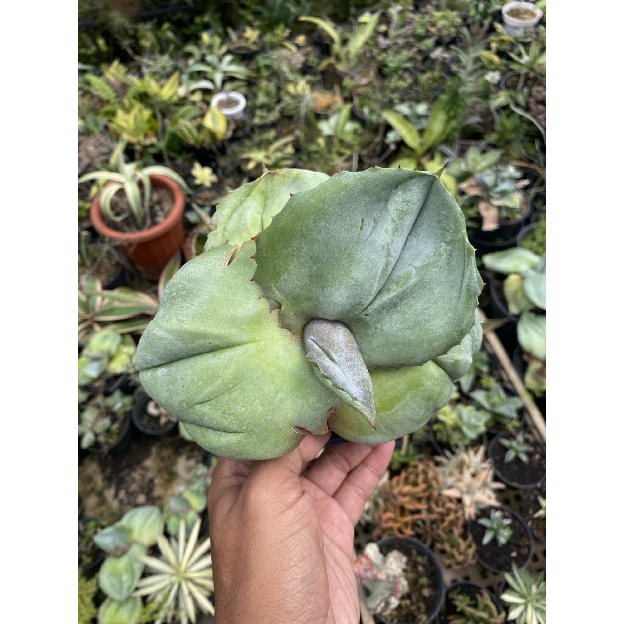 Agave Marmorata size 17 cm, real feature image plant. Picture taken directly from kaktus.id community Agave farmer green houses.