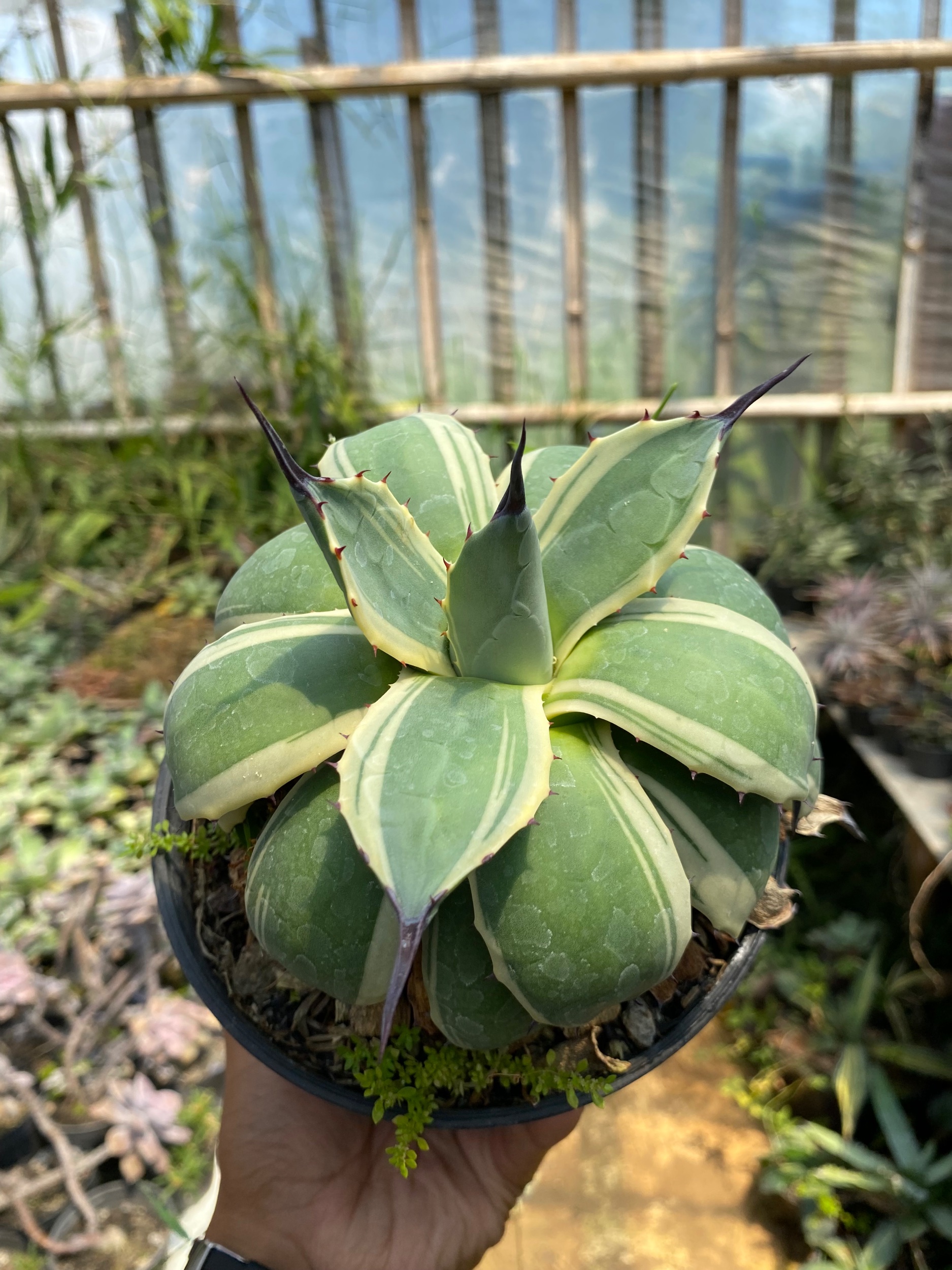 Agave Patonii size 15 cm, real gallery image #1 plants. Picture taken directly from kaktus.id community Agave farmer green houses.