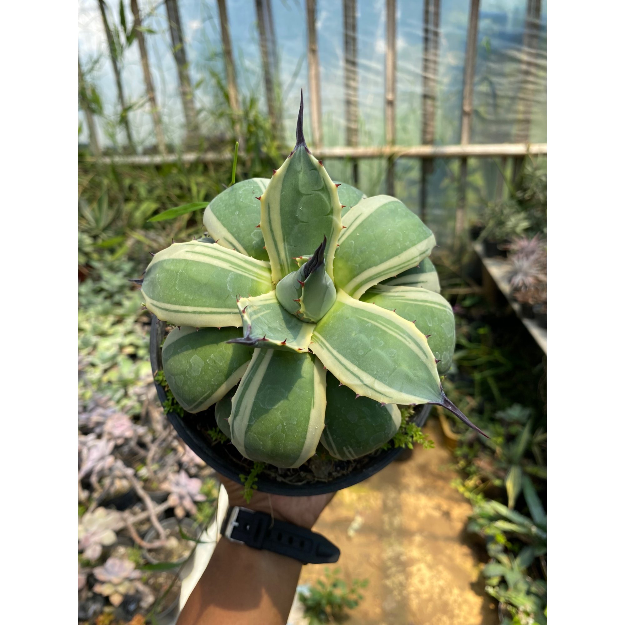 Agave Patonii size 15 cm, real feature image plant. Picture taken directly from kaktus.id community Agave farmer green houses.