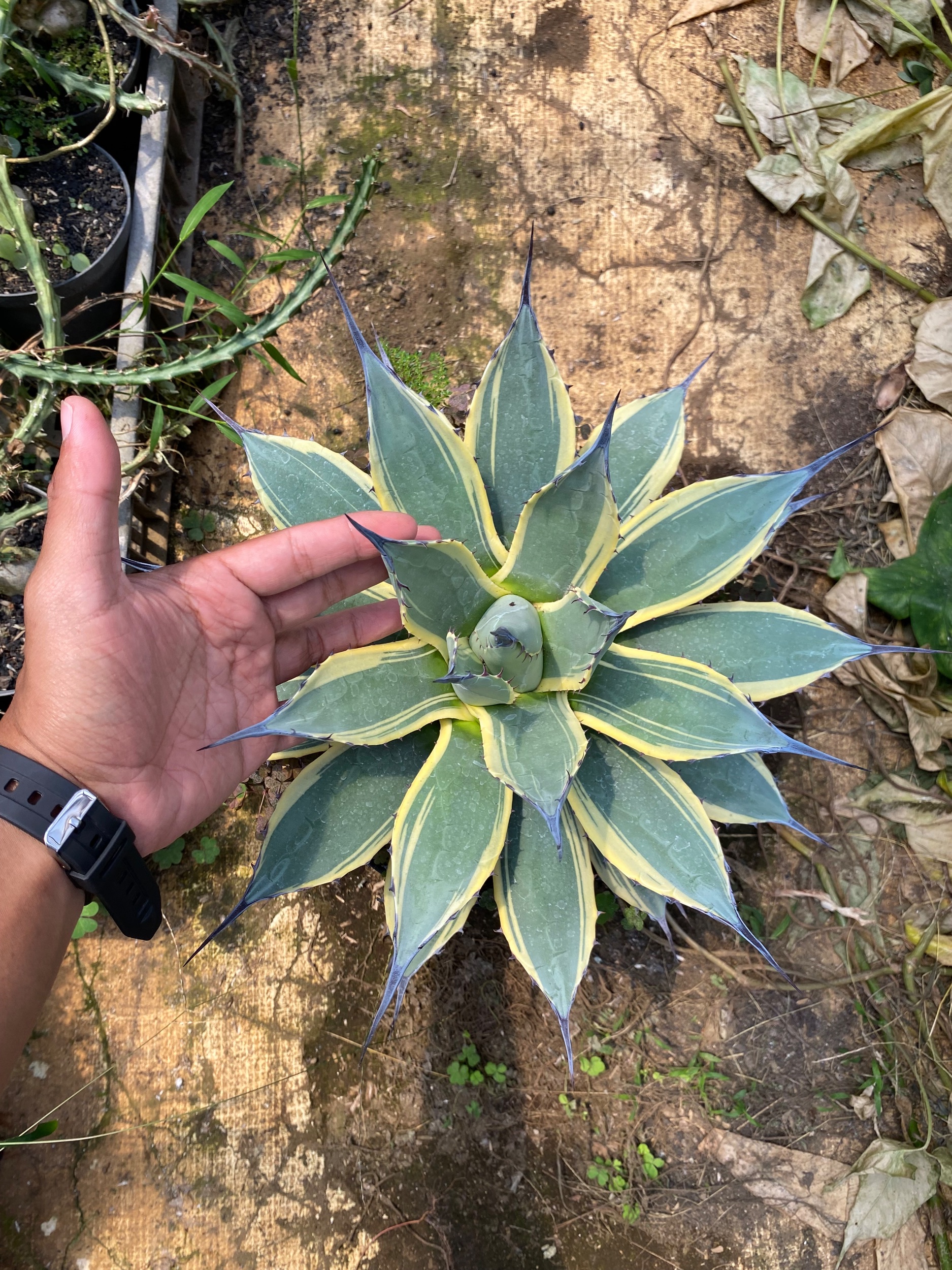 Agave Patonii size 25 cm, real gallery image #1 plants. Picture taken directly from kaktus.id community Agave farmer green houses.