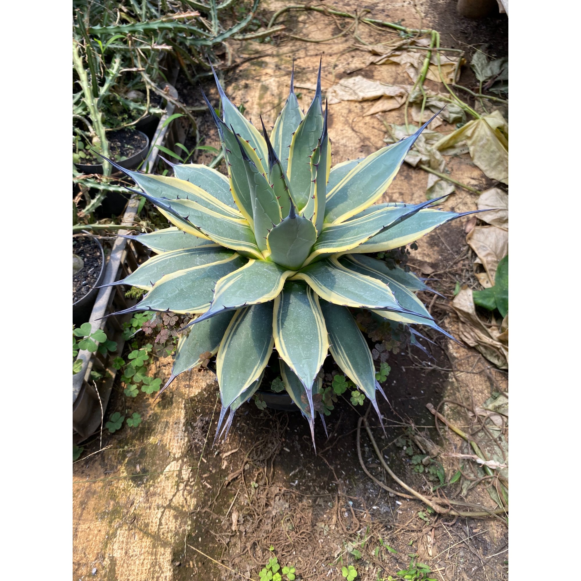Agave Patonii size 25 cm, real feature image plant. Picture taken directly from kaktus.id community Agave farmer green houses.
