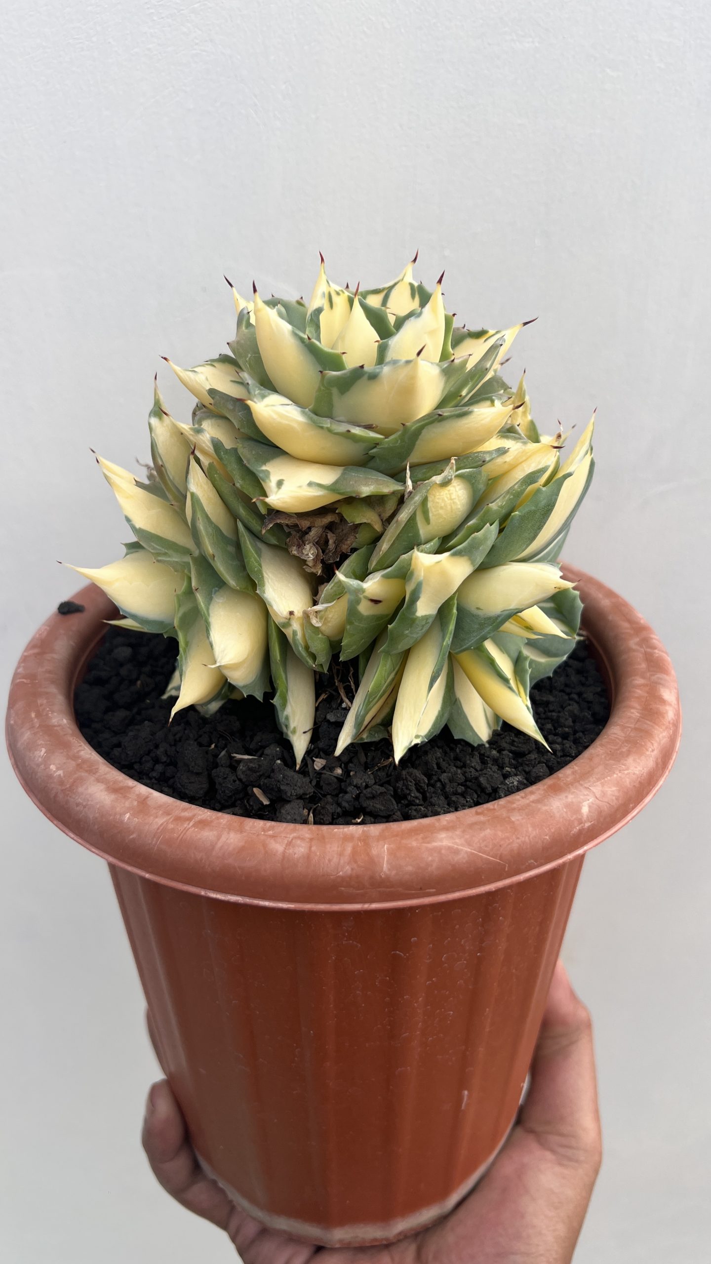 Agave Shoiji Raijin Var Cluster, real gallery image #1 plants. Picture taken directly from kaktus.id community Agave farmer green houses.